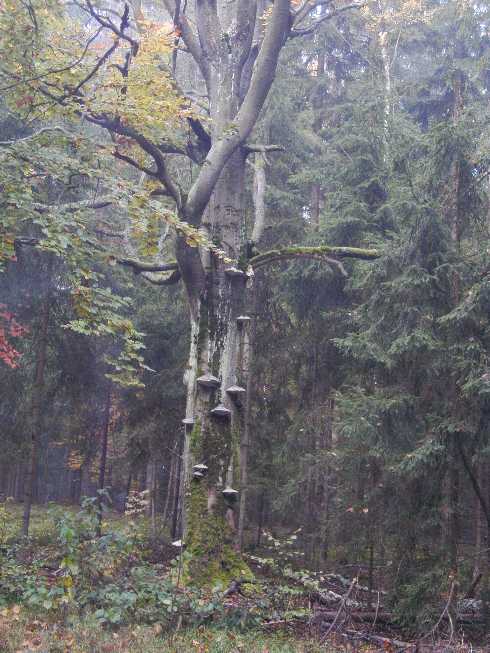 Baumschwammer